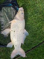 Witte koi 65 cm, Dieren en Toebehoren, Vissen | Vijvervissen