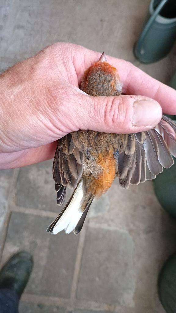 Mexicaanse roodmus witstaart x kanarie, Dieren en Toebehoren