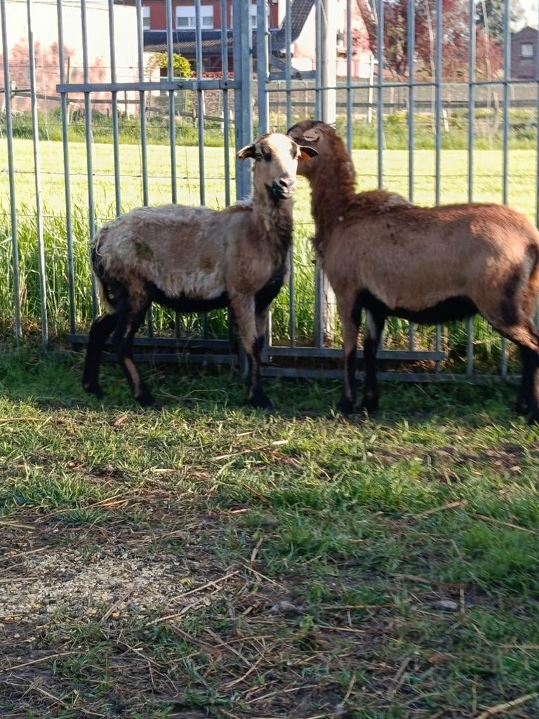 2 mooie Kameroen schapen ( ooien ), Dieren en Toebehoren, Schapen, Geiten en Varkens