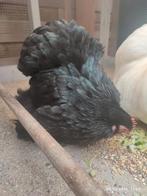 Cochin kriel, Dieren en Toebehoren, Pluimvee