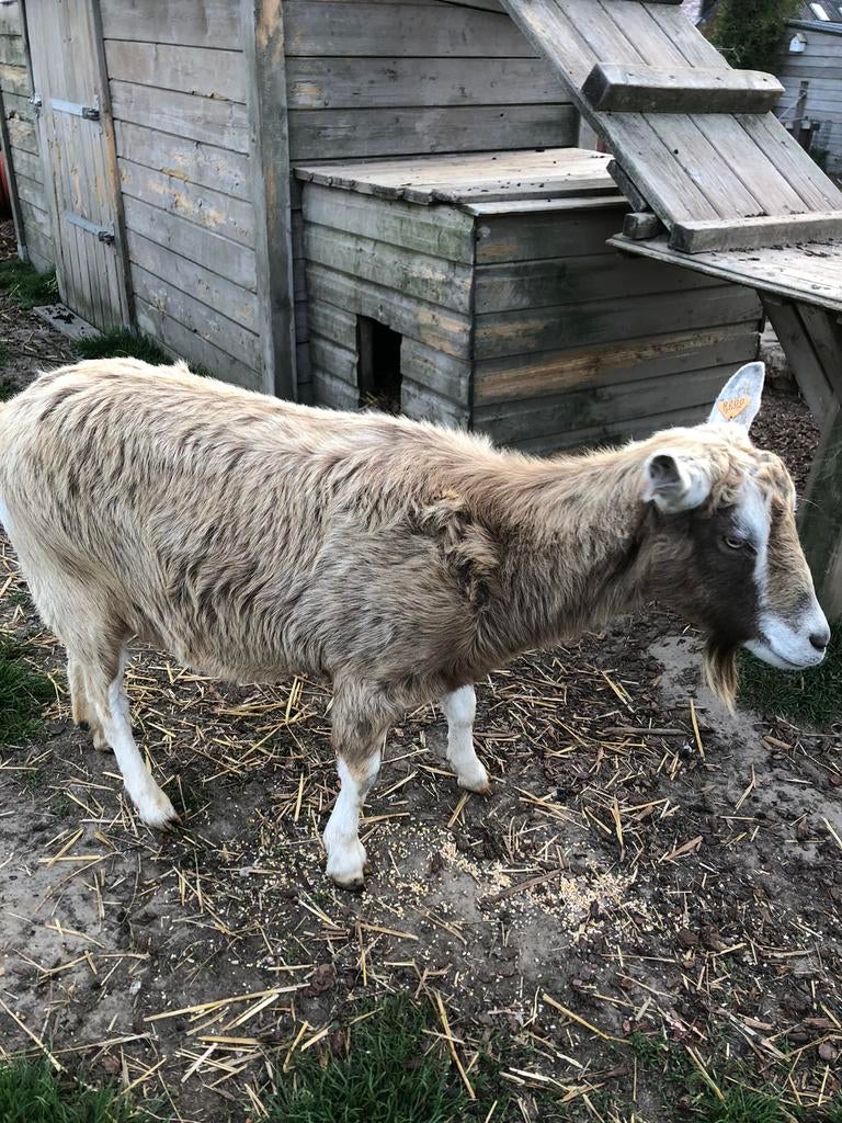 Geit vrouw, Dieren en Toebehoren, Schapen, Geiten en Varkens