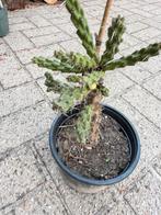 Winterharde cactussen, Ophalen