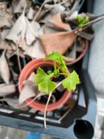 Ginkgo biloba, Tuin en Terras, Planten | Bomen, Ophalen