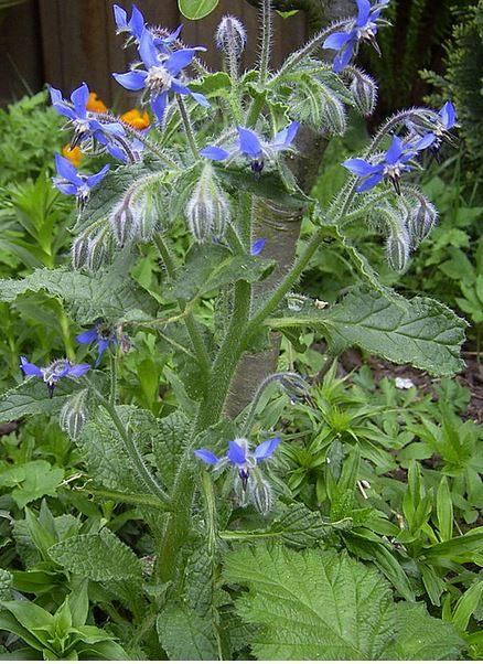 Bernagie - Komkommerkruid, Jardin & Terrasse, Plantes | Jardin, Enlèvement, Été, Mi-ombre
