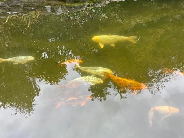 School Koi's te koop wegens stopzetting vijver, Dieren en Toebehoren, Karper of Koi