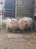 Mini-moutons (brebis)