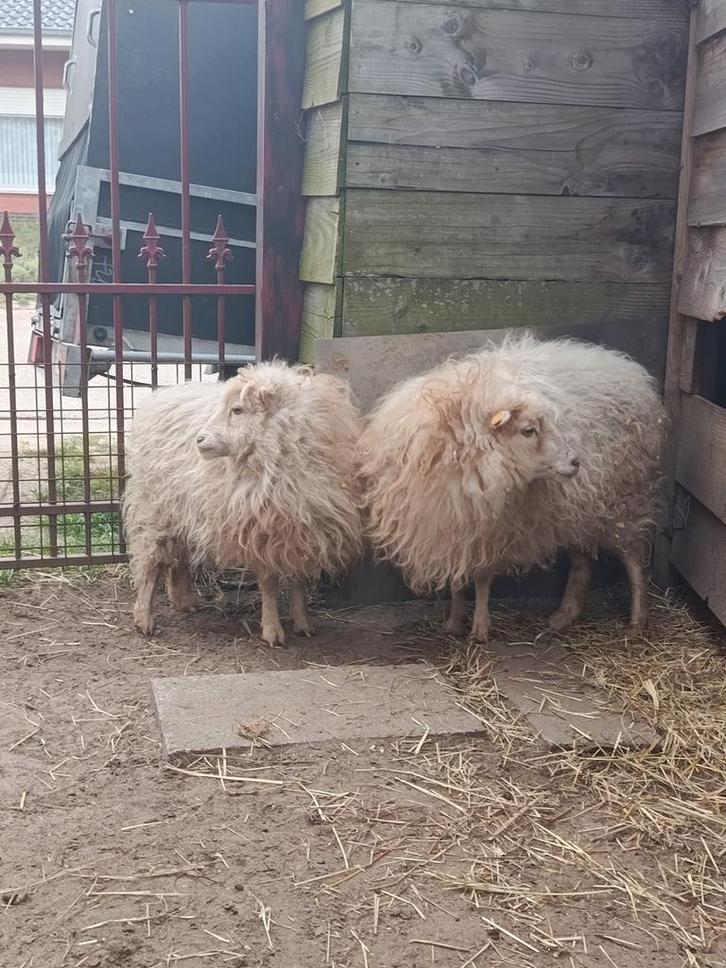 Mini-moutons (brebis), Animaux & Accessoires, Moutons, Chèvres & Cochons