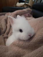 Dwergkonijntjes, Dieren en Toebehoren, Konijnen, Klein