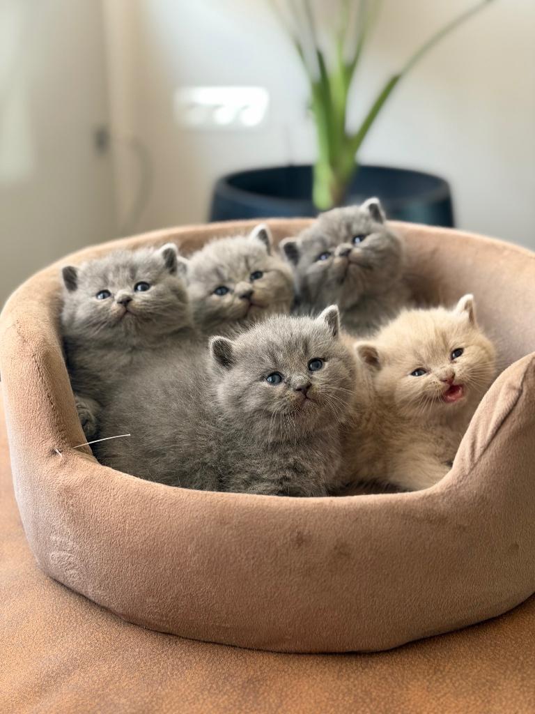 Britse korthaar kittens, Dieren en Toebehoren, Katten en Kittens | Raskatten | Korthaar, Meerdere dieren, Gechipt, 0 tot 2 jaar