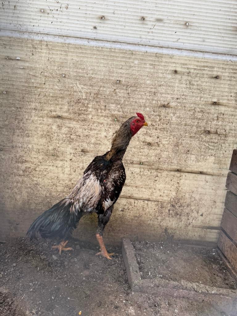 Shamo japan x brazil, Dieren en Toebehoren