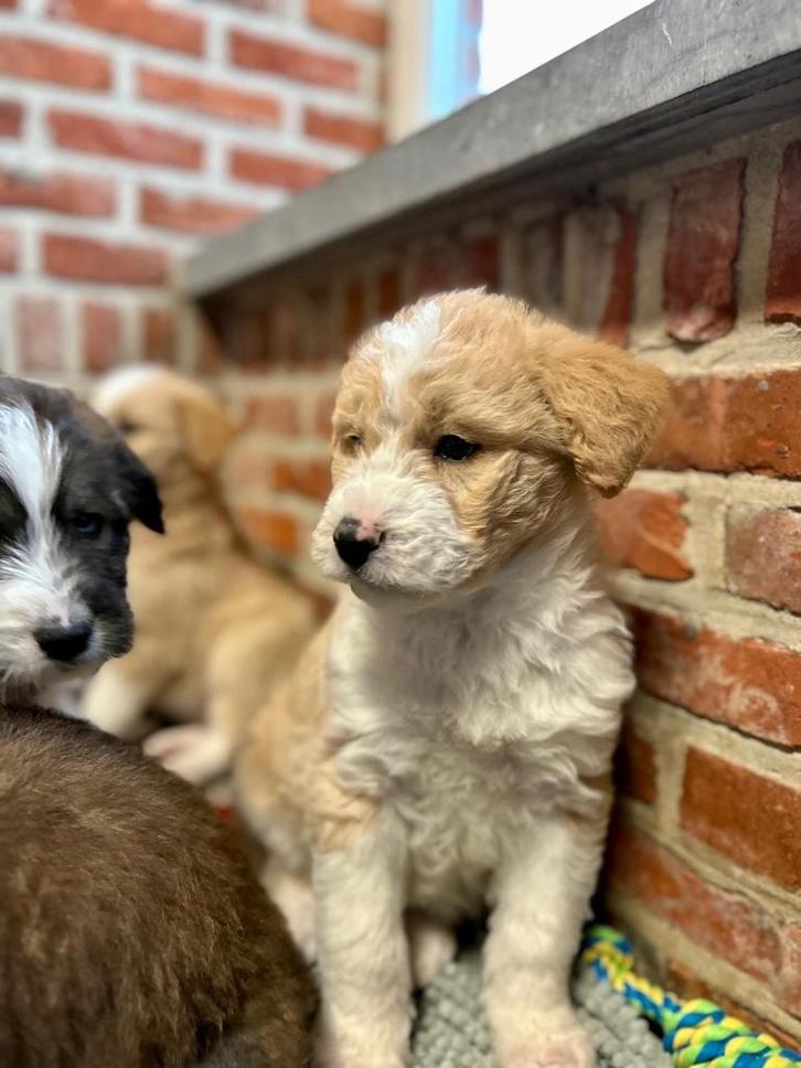 Beaux chiots husky doodle (caniche x husky), Animaux & Accessoires, Chiens | Bergers & Bouviers, Plusieurs animaux, Autres races