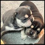 Super mooi franse bulldog pups, Chien (mâle), Hépatite contagieuse (maladie de Rubarth), Belgique, 8 à 15 semaines