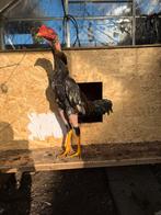 Shamo Hint vechthoender 125 euro vraagprijs, Dieren en Toebehoren, Pluimvee
