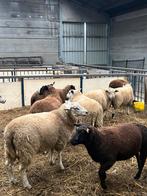 13 mooie rammen schapen bokken, Dieren en Toebehoren, Schapen, Geiten en Varkens, Mannelijk, Schaap