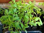 Moesten groentenplanten, Ophalen, Eenjarig, Groenteplanten