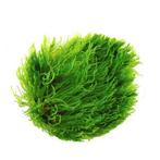 Creeping moss., Dieren en Toebehoren, Ophalen, Nieuw