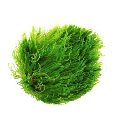 Creeping moss., Dieren en Toebehoren, Vissen | Aquaria en Toebehoren, Nieuw, Ophalen