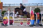 Fantastische D pony, Dieren en Toebehoren, Z, Gechipt, Ruin, Springpony