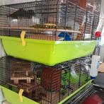 Hamsters met kooi en toebehoren, Comme neuf, Cage, Enlèvement ou Envoi, Hamster