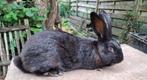Jonge lotharinger rammelaar., Dieren en Toebehoren, Konijnen