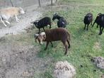 Ouessant Ram, Dieren en Toebehoren, Mannelijk