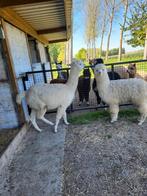 Diverse alpacas te koop