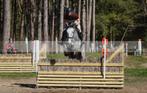 Brave springgefokte ruin te koop, Dieren en Toebehoren, Paarden