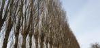 Brandhout, Jardin & Terrasse, Bois de chauffage, Branches, Enlèvement ou Envoi