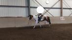 20 jarige (fok)(draag)(gezelschaps)merrie, Dieren en Toebehoren, Pony's, Merrie