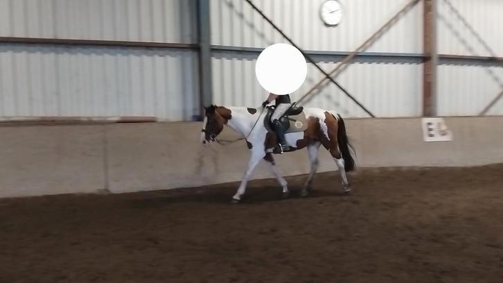 20 jarige (fok)(draag)(gezelschaps)merrie, Dieren en Toebehoren, Pony's, Merrie