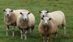 Meerdere schapen en geiten te koop