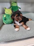Morkie pups te koop reutjes, Dieren en Toebehoren, België, CDV (hondenziekte), 8 tot 15 weken, Meerdere