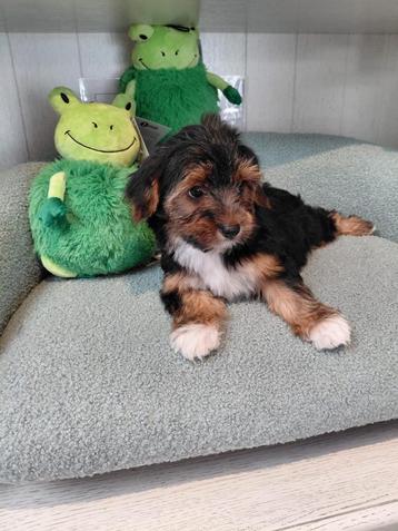Morkie pups te koop reutjes beschikbaar voor biedingen