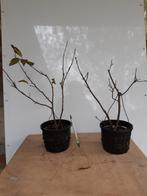 Ilex serrata mannelijk voor Bonsai, Enlèvement, Bonsai