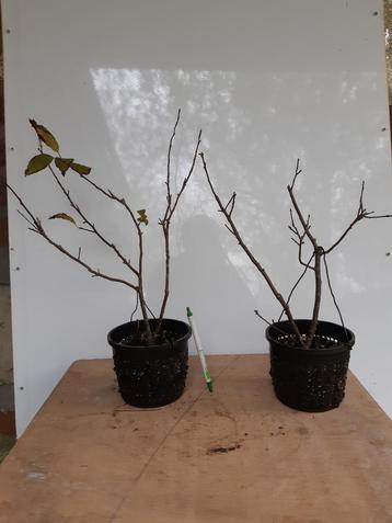 Ilex serrata mannelijk voor Bonsai  disponible aux enchères