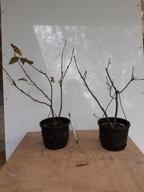 Ilex serrata mannelijk voor Bonsai, Maison & Meubles, Plantes d'intérieur, Bonsai, Enlèvement