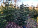 Straatkerstbomen te koop, Tuin en Terras, Planten | Bomen, Ophalen