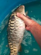 Valkenswaard Hongaarse bloedlijn spiegel karpers, Dieren en Toebehoren, Vissen | Vijvervissen