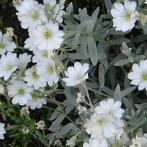 Cerastium tom. "Silberteppich", Tuin en Terras, Ophalen, Volle zon