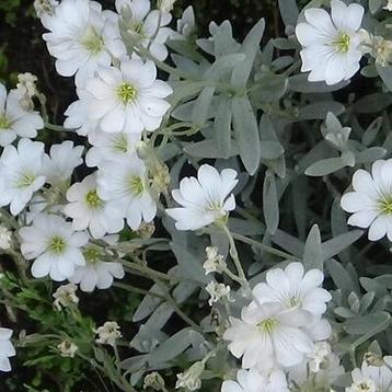 Cerastium tom. "Silberteppich" beschikbaar voor biedingen