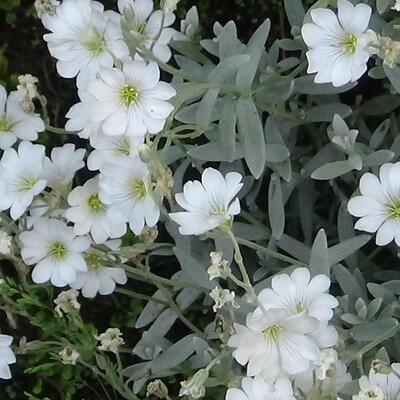 Cerastium tom. "Silberteppich", Tuin en Terras, Planten | Tuinplanten, Volle zon, Ophalen