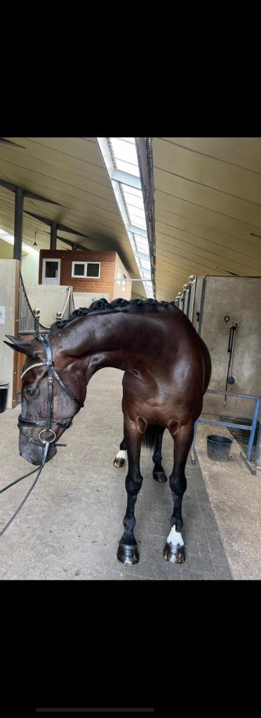 chique 5 jarige merrie v. Glamourdale x Bailamos Biolley, Dieren en Toebehoren, Paarden, Merrie, Zadelmak, 165 tot 170 cm, 3 tot 6 jaar