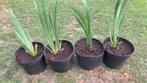 Gele iris, Tuin en Terras, Ophalen