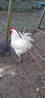 Broedeieren poule de bresse,  witte kleur  ,raszuiver, Dieren en Toebehoren, Ophalen of Verzenden