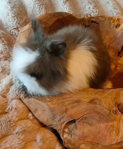 Schattige Leeuwenkopjes, Dieren en Toebehoren, Konijnen