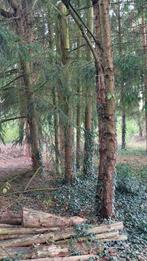 GRATIS 70 bomen voor brandhout onder voorwaarden, Ophalen, Stammen, 6 m³ of meer, Overige houtsoorten