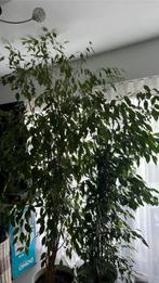 Plante de maison 1m50, Tuin en Terras, Planten | Bomen, Ophalen, Bloeit niet, Overige soorten, 100 tot 250 cm