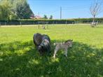Mini Stamboek Shetlandmerrie met veulen, Dieren en Toebehoren, Meerdere dieren, Gechipt