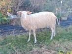 jaarling melkschaap ooi, Dieren en Toebehoren, Schapen, Geiten en Varkens