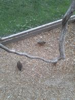 Chinese dwergkwartels 3 stuks natuurbroed, Meerdere dieren